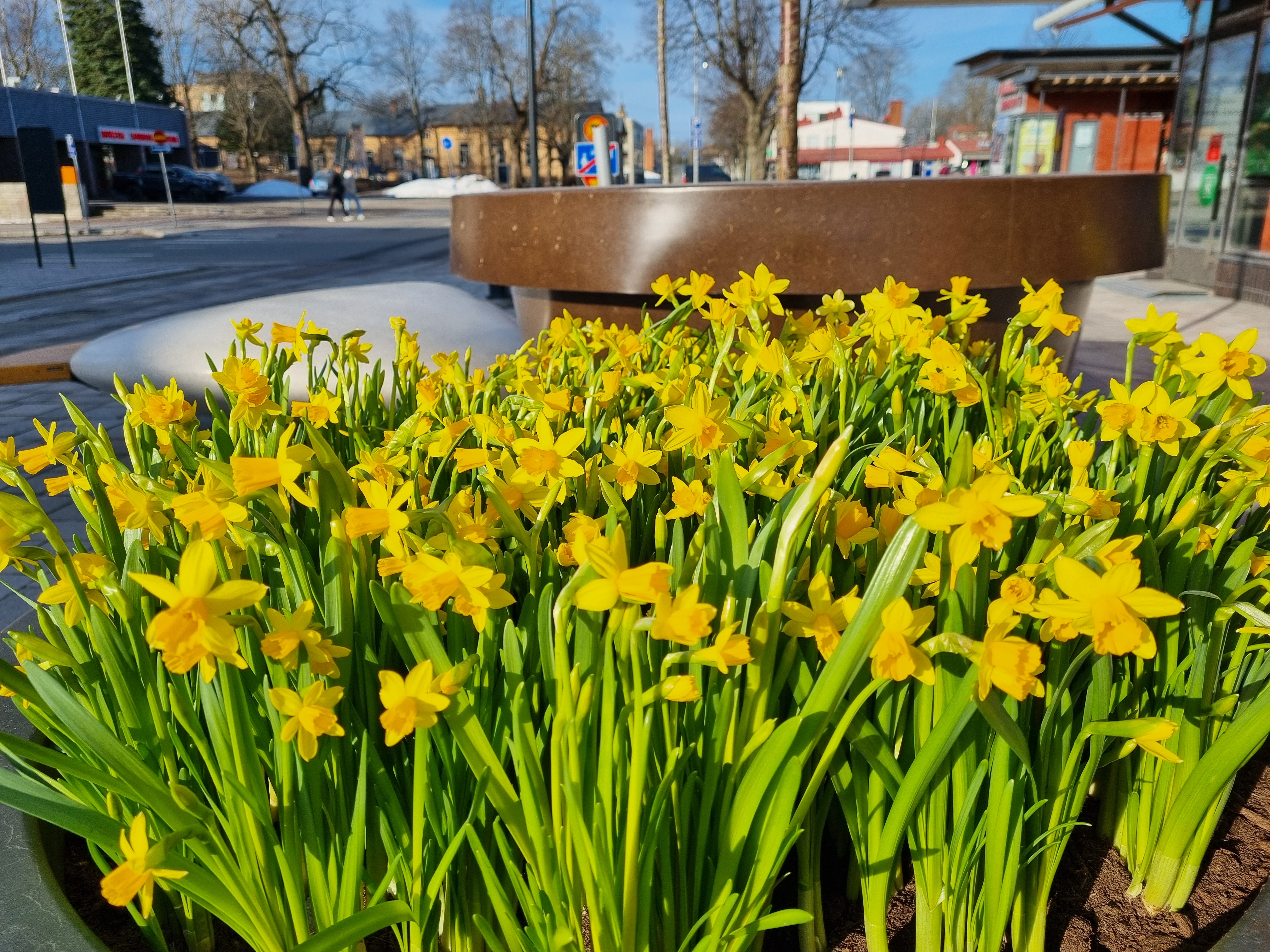 Narsisseja Alisellakadulla