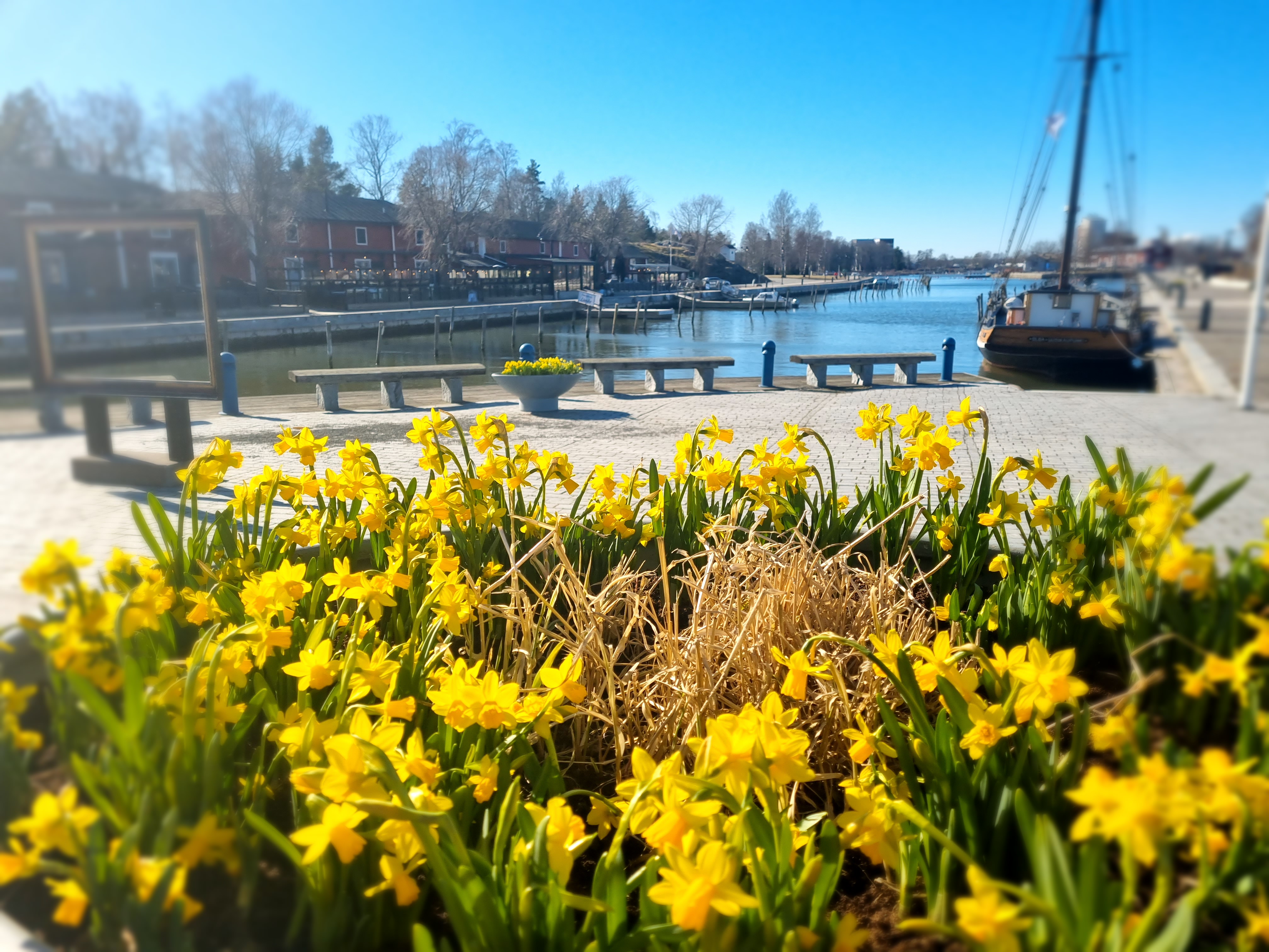Narsissit Kaupunginlahden rannassa