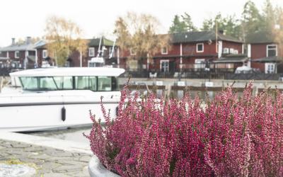 Kanervat Kaupunginlahden rannalla. Taustalla näkyy vene ja rannan rakennuksia.