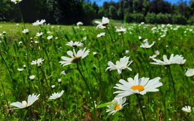 Sorvakon maisemapellot