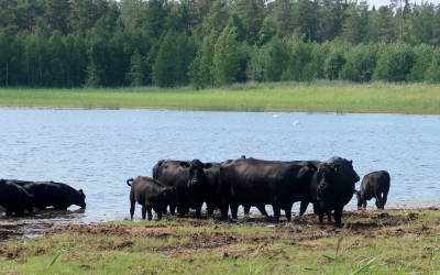 Lehmiä Kasarminlahden esteettömällä luontopolulla