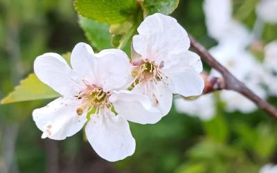 Valkoinen juhannusruusu