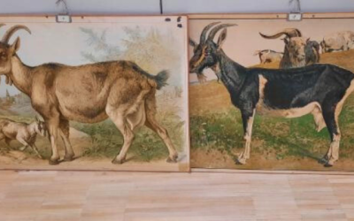 Kuva kahdesta vanhasta vuohiaiheisesta opetustaulusta.