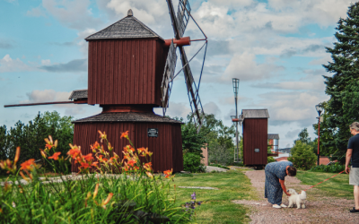 Nainen rapsuttaa pientä valkoista koiraa, jota mies taluttaa. Taustalla kaksi punaista tuulimyllyä.