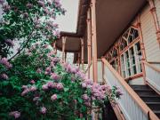 Puutalo, jonka vieressä kukkii syreenipensas