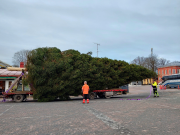 Iso kuusi lavetin päällä kyljellään.