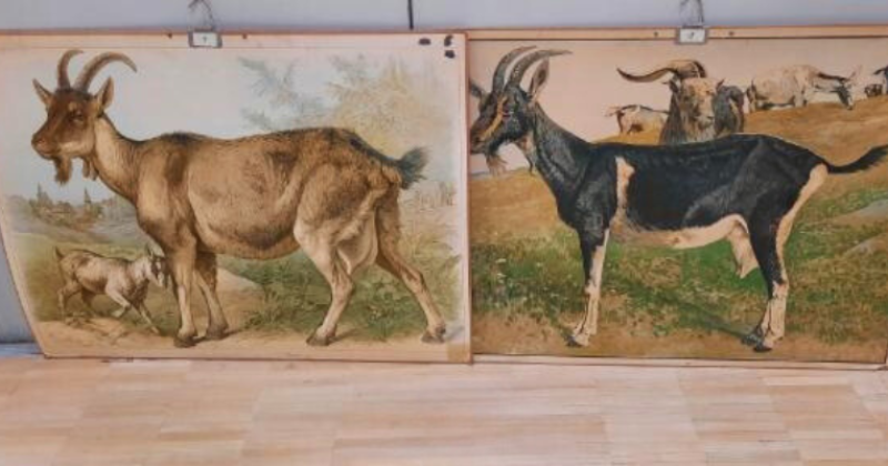 Kuva kahdesta vanhasta vuohiaiheisesta opetustaulusta.