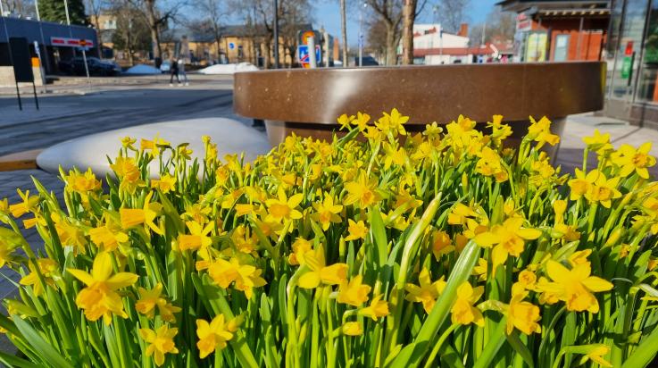 Narsisseja Alisellakadulla