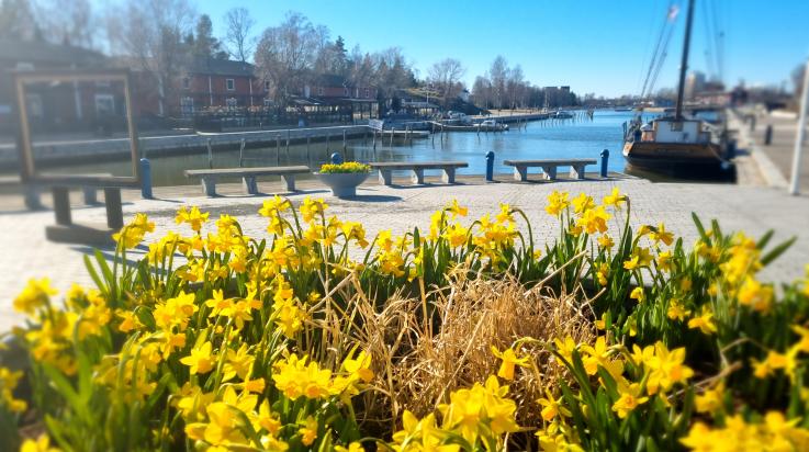 Narsissit Kaupunginlahden rannassa