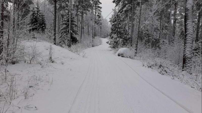 metsäinen hiihtolatu