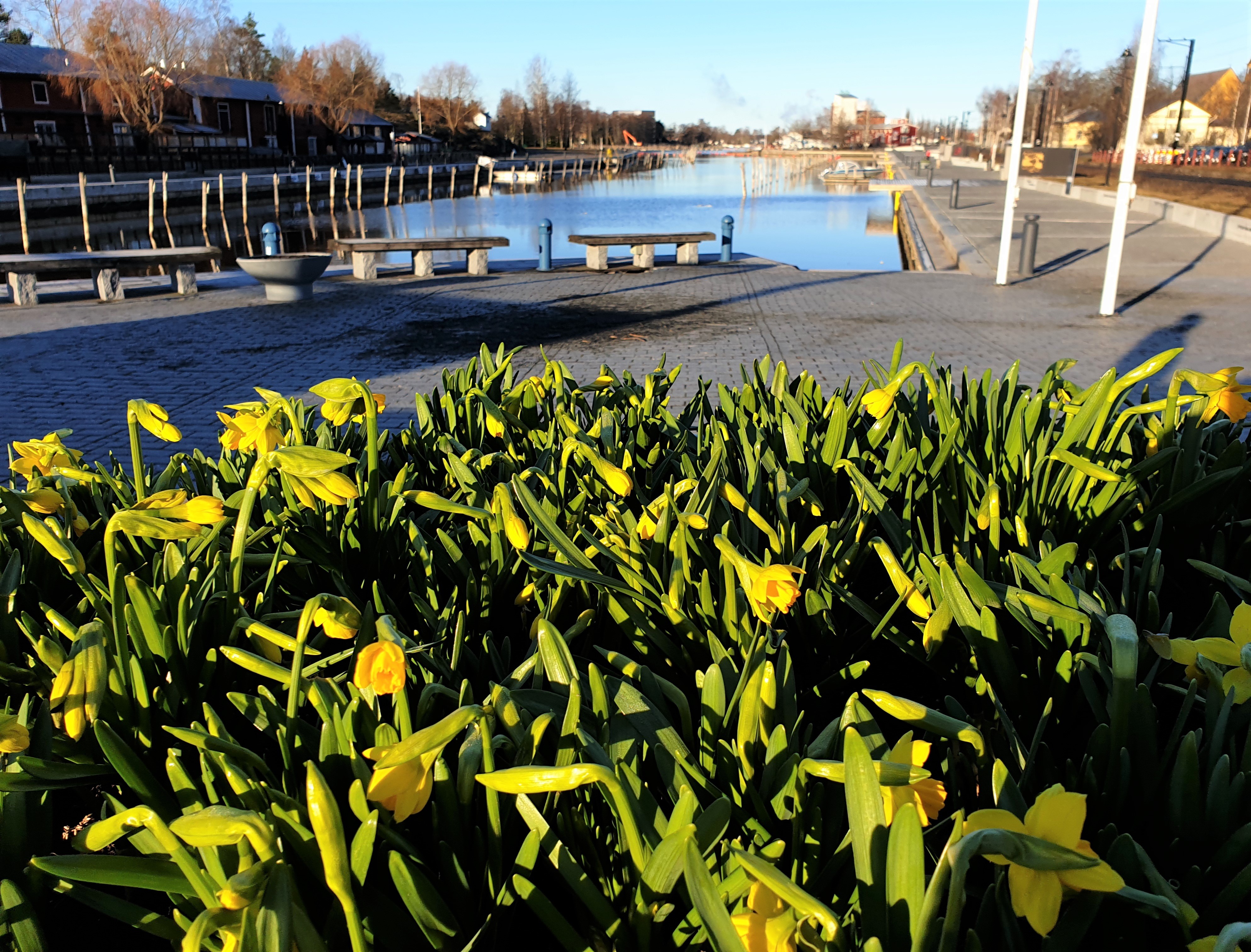 Kevään narsissit rannassa