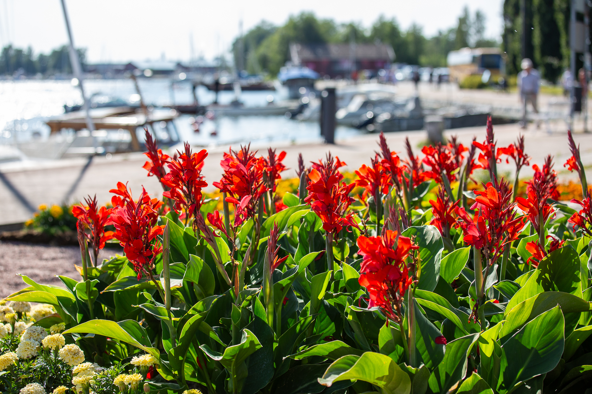 Kukkaset Kaupunginlahden rannassa