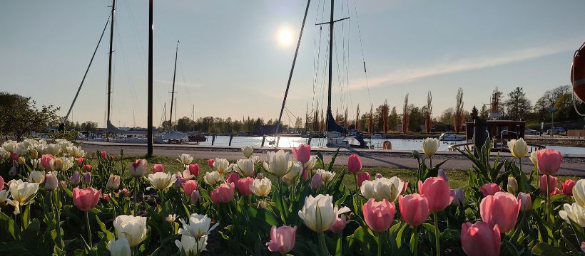 Edessä valkoisia ja vaaleanpunaisia tulppaaneja, takana kaupunginlahti ja purjeveneitä